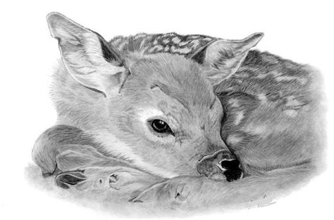 Рисунки животных карандашом для срисовки.