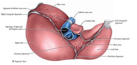 Falciform ligament of liver & falciform ligament function