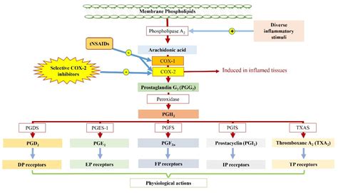 Pharmaceuticals | Free Full-Text | Selective COX-2 Inhibitors: Road