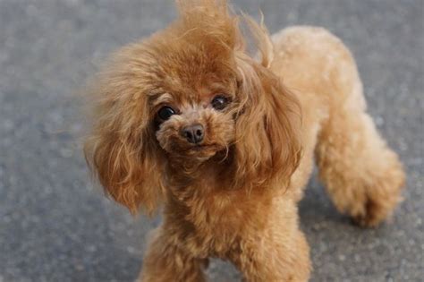 日本で大人気犬種のプードルの種類を詳しく知りたい！｜ペット｜趣味時間