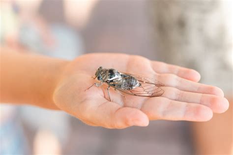 how to get rid of cicadas home remedies