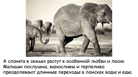 Семья у животных. О семейных чувствах животных - презентация онлайн