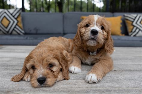 Available Puppies — Austin Golden Doodles