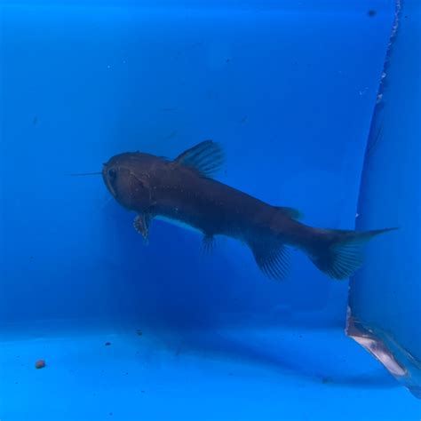 Gulper catfish for sale - Exotic Fish Shop - 774-400-4598