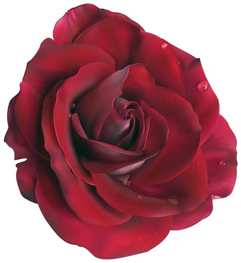 Rose PNG HD Images, Free Rose Clipart Download - Free Transparent PNG Logos