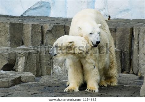 Couple Mating Polar Bears Stock Photo 1194662 | Shutterstock