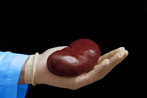 Revolutionary study would increase supply of organs for transplant - Archyde