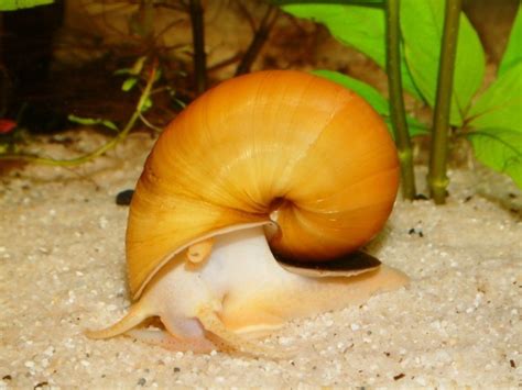 4 Aquatic Snail Species for Your Freshwater Aquarium - PetHelpful