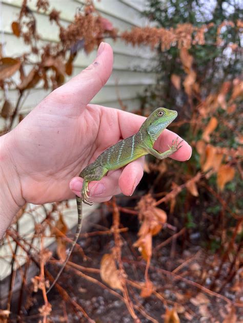 Water Dragon Baby (Physignathus cocincinus) - One Stop Reptile Shop