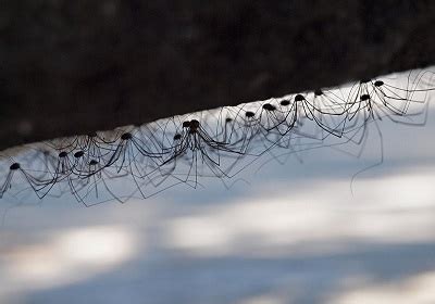 Opiliones: qué son, características, hábitat, morfología, especies