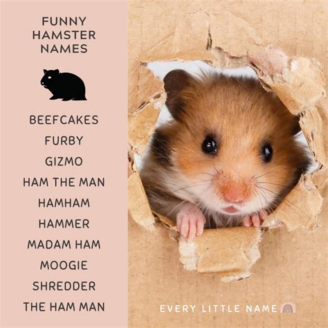 cute dwarf hamster names