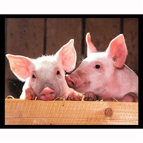 piggies night light designs