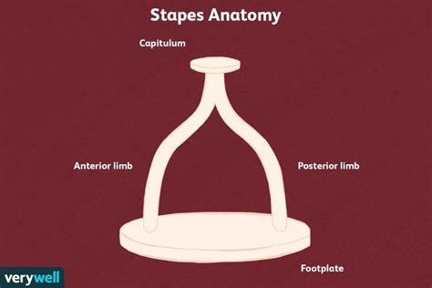 Ossicles: Anatomy, Function, and Treatment