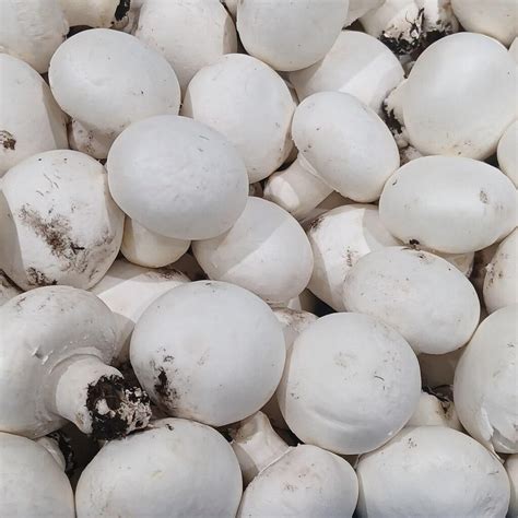 button mushroom seeds mushroom spawn agaricus bisporus