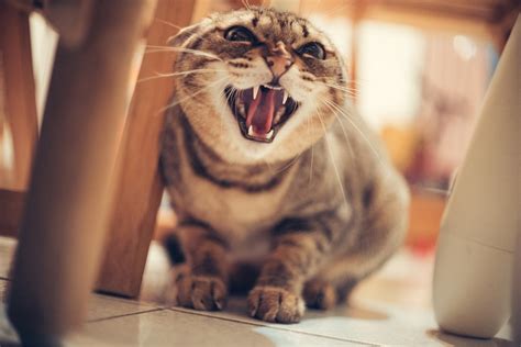 Feline Body Language - All Pets Education and Training