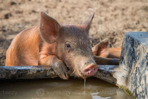 Baby pig drinking water 937487 Stock Photo at Vecteezy