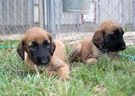 Puppies Pictures Gallery: Afghan Hound Puppies Pictures