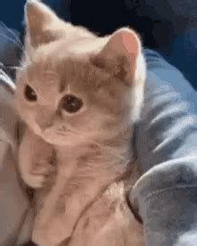 Cat Blinking GIF - Cat Blinking - Discover & Share GIFs