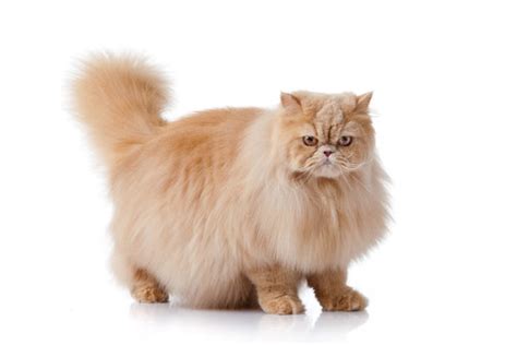 Brown Persian Cat Images – Browse 20,418 Stock Photos, Vectors, and ...