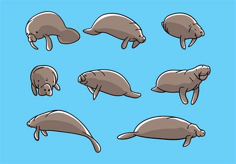 Manatee Illustration Vector 124923 Vector Art at Vecteezy