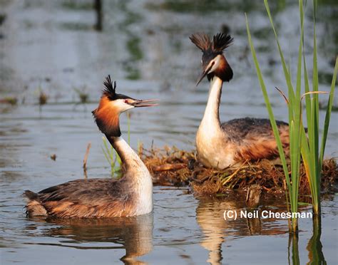 British Wildlife Photography: Great Crested Grebe