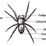 Aranha Tem Quantas Patas - Aranha Tem Osso? Quantas Patas Elas Tem? | Mundo Ecologia