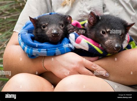 Two tasmanian devil babies hi-res stock photography and images - Alamy