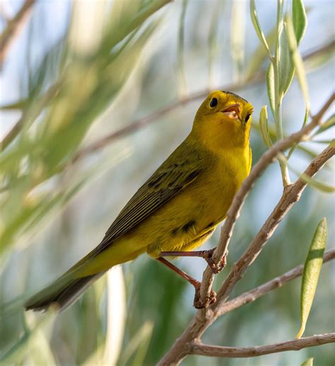 811 best Warbler images on Pholder | Birding, Birdpics and Whatsthisbird