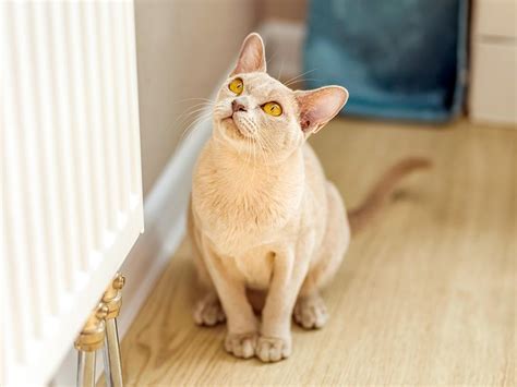 10 Best Cat Breeds for First-Time Pet Parents