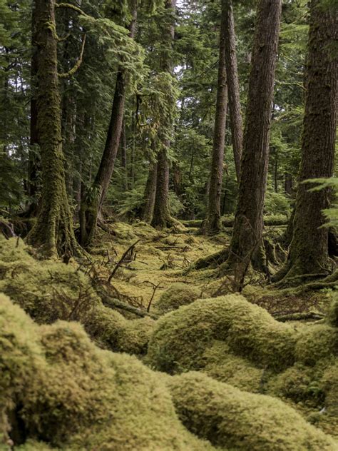 In Haida Gwaii, Canada, an Indigenous People Thrives - AFAR