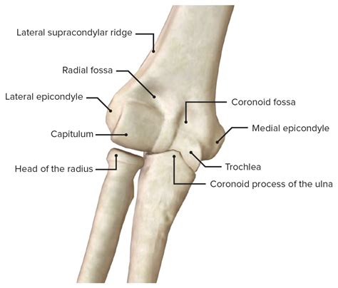 articulation anatomy quiz quiz anatomie la colonne vertebrale casia