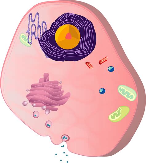 biology cell biology images pixabay