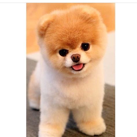 einen hund kaufen hund stubenrein bekommen