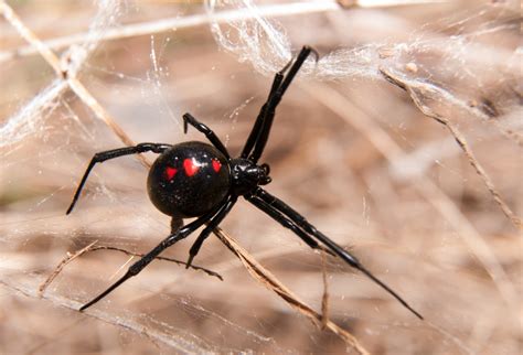 Aranha Tem Quantas Patas - 5