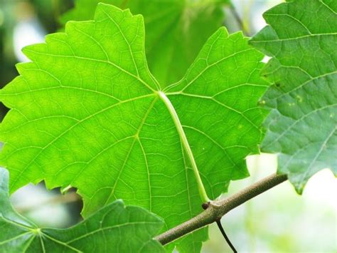 How To Plant, Prune and Trellis Muscadine Vines • New Life On A Homestead