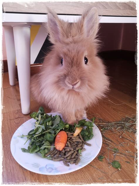 Mitos sobre conejos - ¿Sabes cuáles son los más extendidos?