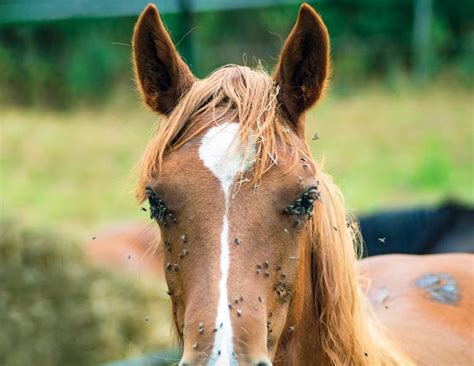 bot fly horse