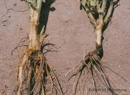 control dry root rot  green gram  solutions