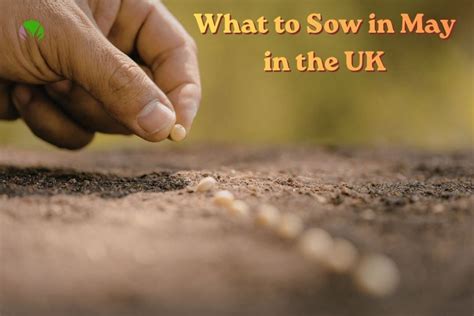 sow     uk seeds veg  flowers