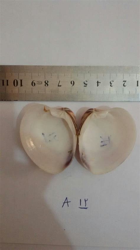 Identify of bivalvia? | ResearchGate