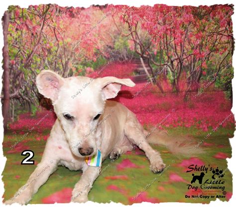 Poochie | Dog grooming, Dogs, Little dogs