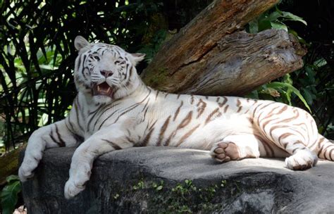 White tiger stock photo. Image of mammal, animal, habitat - 140106716