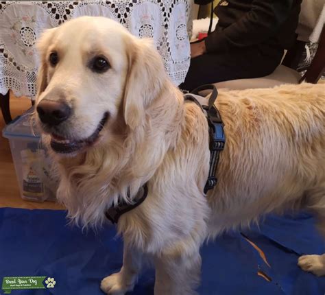 Pure Bred English Cream Golden Retriever - Stud Dog Ontario - Breed