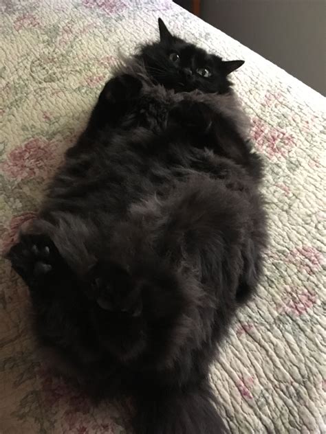 Fluffy Black Cat, Cute Black Cats, Fluffy Cat, Gorgeous Cats, Pretty