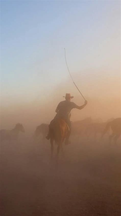 horse mating zebra 6