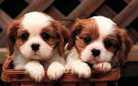 Cute Puppy Dog Wallpapers - Top Free Cute Puppy Dog Backgrounds ...