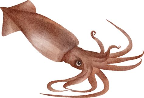 royalty  vector clip art  graphics squid clipa vrogueco