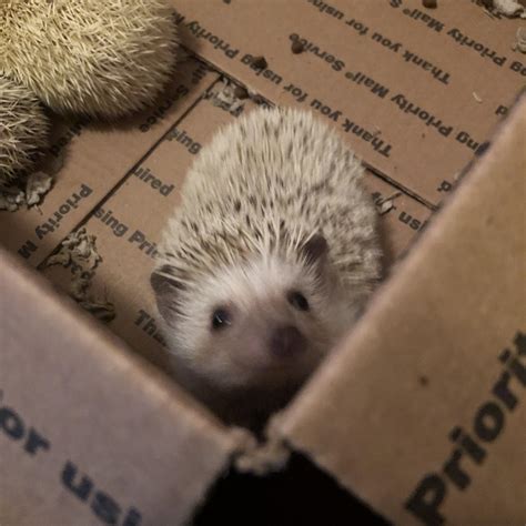 best hedgehog scared safely