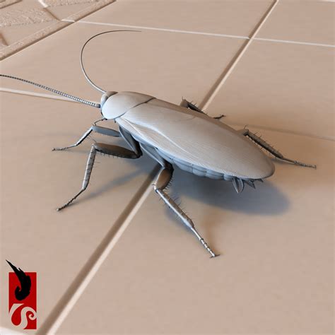 american cockroach periplaneta