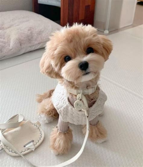 Maltipoo (Poodle Mix With Maltese) Ultimate Breed Guide | Maltipoo dog ...